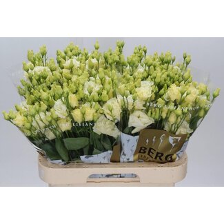 Freshy Eustoma Lisianthus Gefüllt “Alissa” | Farbe: Gelb | Länge ± 70 centimeter | Pro 10 Stielen frische Blumen