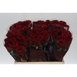 Freshy Rosen “Red Naomi Ende” | Farbe: Rot | Länge ± 55 Zentimeter | Pro 20 Rosen