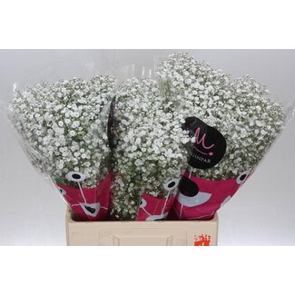 Freshy Gypsophila Paniculata Gipskruid “Xlence” | Kleur: Wit | Lengte ± 60 centimeter | Per 25 stelen verse bloemen