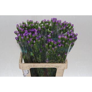 Freshy Spray carnation “Moonberry” | Colour: Purple | Length ± 60 centimetre | Per 20 fresh flowers