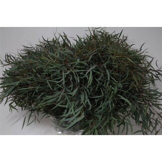 Freshy Eucalyptus Nicholii | Colour: Green | Length ± 70 centimeter | 300 gram per bunch | Per 5 bunches