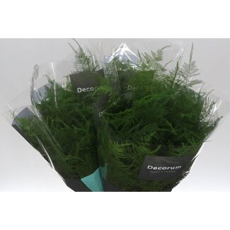 Freshy Asparagus Setaceus First Feathers | Colour: Green | Length ± 45 centimetre | Per 50 stems fresh leaves