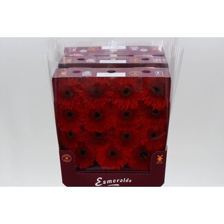 Freshy Large-flowered Gerbera Aqua “Barones” | Colour: Red | Length ± 45 centimeter | Per 15 fresh flowers