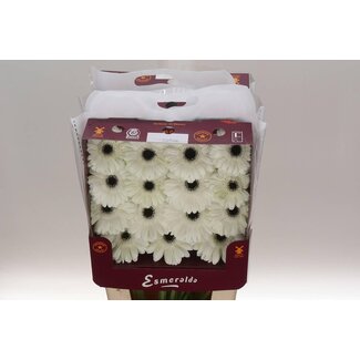 Freshy Large-flowered Gerbera Aqua “White House” | Colour: White | Length ± 45 centimeter | Per 15 fresh flowers