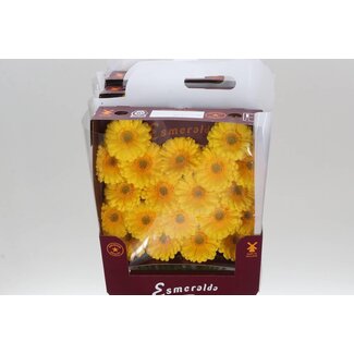 Freshy Germini Mini Gerbera's Aqua “Asmara” | Kleur: Geel | Lengte ± 45 centimeter | Per 20 verse bloemen