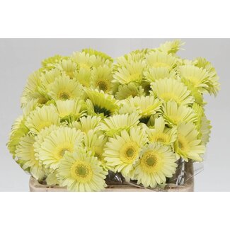 Freshy Germini Mini-Gerbera Aqua “Green Tea” | Farbe: Gelb | Länge ± 50 centimeter | Pro 20 frische Blumen