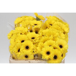 Freshy Germini Aqua “Sunshine” | Colour: Yellow | Length ± 50 centimetre | Per 20 stems