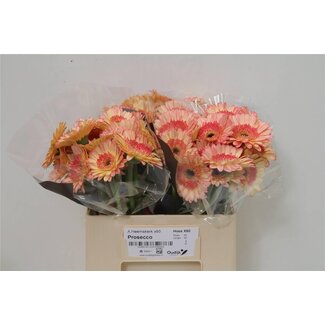 Freshy Germini Mini Gerberas Aqua “Prosecco” | Colour: Yellow Pink | Length ± 50 centimetre | Per 20 fresh flowers