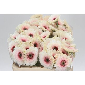 Freshy Germini Aqua “Teddy” | Colour: White | Length ± 50 centimetre | Per 20 stems
