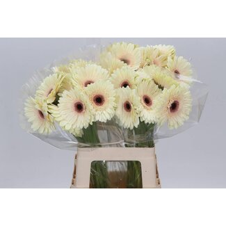 Freshy Gerbera “Eclair” | Colour: White | Length ± 50 centimetre | Per 10 fresh flowers