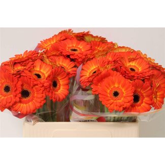 Freshy Germini Mini Gerbera's Aqua “Flamazing” | Couleur: Orange | Longueur ± 50 centimeter | Par 20 fleurs fraîches