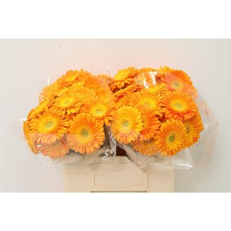 Freshy Germini Aqua “Gizela” | Colour: Orange | Length ± 50 centimetre | Per 20 stems