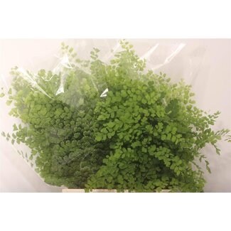 Freshy Adiantum Feuille de fougère fine | Couleur: Vert | Longueur ± 50 centimeter | Par 20 branches