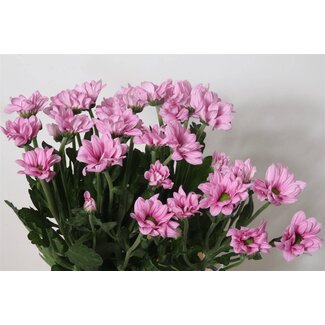 Freshy Sprühchrysantheme Chrysanthemum “Baller Pink” | Farbe: Rosa | Länge ± 70 centimeter | Pro 10 Stiele frische Blumen