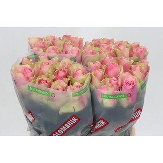 Freshy Roses “Belle Rose” | Colour: Pink | Length ± 40 centimetre | Per 20 roses