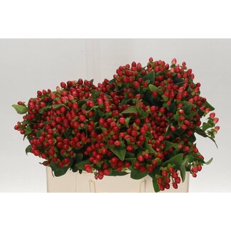 Freshy Hypericum Large Berries “Triumph” | Colour: Red | Length ± 50 centimetre | Per 25 stems fresh flowers