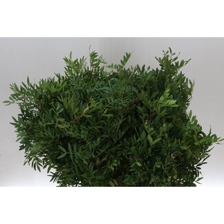 Freshy Pistacia Select Green | Colour: Green | Length ± 50 centimetre | Per 5 bunches