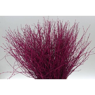 Freshy Birch branches | Colour: Cherry-coloured | Length ± 60 centimeter | Per 5 branches