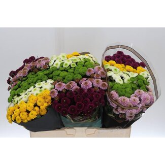 Freshy Chrysanthemum Chrysanthemum Santini Mixed “Pompon” | Colour: Mixed Colours | Length ± 55 centimeter | Per 25 stems