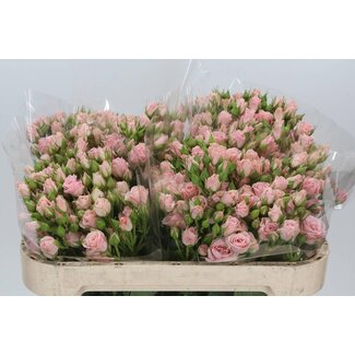 Freshy Sprührose “Lydia” | Farbe: Rosa | Länge ± 70 centimeter | Pro 10 frische Rosen