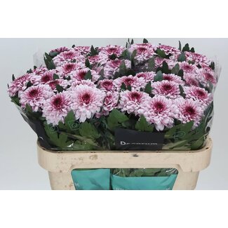 Freshy Deko Chrysantheme Chrysant “Pip Pretty” | Farbe: Rosa | Länge ± 70 centimeter | Pro 10 frische Blumen