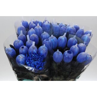Freshy Deko Chrysantheme Chrysant “Antonov” Farbbehandelt | Farbe: Blau | Länge ± 65 centimeter | Pro 10 frische Blumen