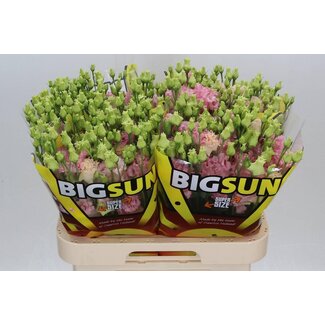 Freshy Eustoma Lisianthus Filled “Alissa Pink” | Colour: Pink | Length ± 70 centimeter | Per 10 stems fresh flowers