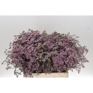 Freshy Limonium Safora “Oshi Pink” | Colour: Purple | Length ± 60 centimetre | Per 25 stems fresh flowers