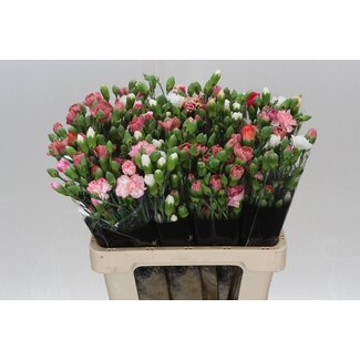 Freshy Trosanjer “Mixed Rainbow” | Kleur: Gemengde Kleuren | Lengte ± 60 centimeter | Per 50 verse bloemen