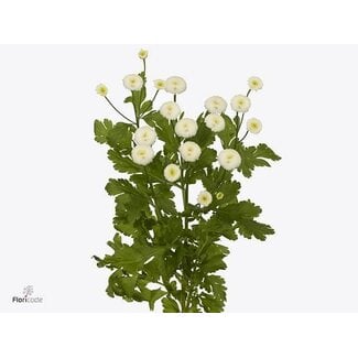 Freshy Tanacetum Parthenium Partenelle “Rio” | Couleur: Blanc | Longueur ± 65 centimeter | Par 25 tiges de fleurs fraîches