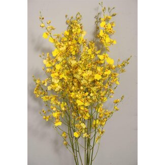 Freshy Oncidium Orchid “Golden Shower” Large | Colour: Yellow | Length ± 55 centimetre | Per 10 stems fresh flowers