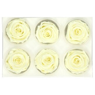 4A Preserved Rose | Colour: Cream-coloured | Diameter 6 centimeter | Per 6 roses