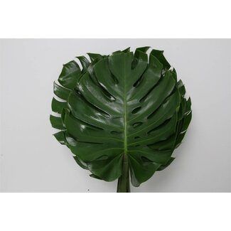 Freshy Monstera Swiss cheese plant “Impatiens” | Colour: Green | Diameter 35 centimetre | Length ± 70 centimetre | Per 10 fresh stems