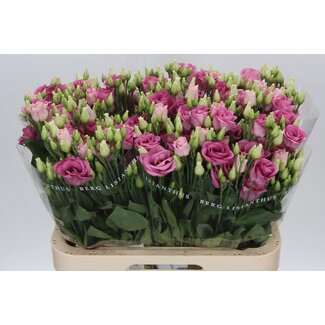 Freshy Eustoma Lisianthus Double “Rosi Rose Pink” | Colour: Pink | Length ± 70 centimetre | Per 10 stems fresh flowers