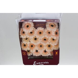 Freshy Gerbera Mi Aqua “Cafe” | Colour: Pink | Length ± 45 centimetre | Per 20 stems