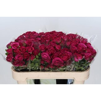 Freshy Sprayrose “Cheyenne” | Farbe: Purpurrosa | Länge ± 70 centimeter | Pro 10 Stiele