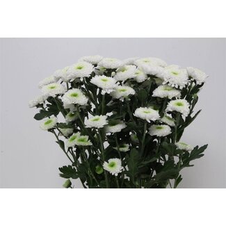 Freshy Spray chrysanthemum Chrysanthemum “Daydream” | Colour: White | Length ± 70 centimetre | Per 10 stems fresh flowers