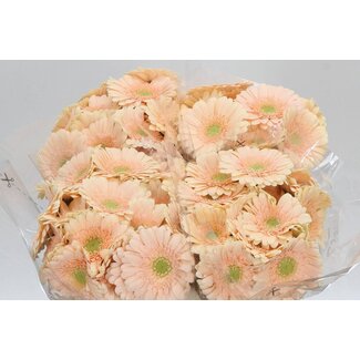 Freshy Germini Aqua “Miami” | Colour: Orange | Length ± 50 centimetre | Per 20 fresh flowers