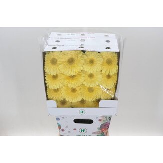 Freshy Gerbera Large-flowered Aqua “Full Moon” | Colour: Yellow | Length ± 50 centimetre | Per 15 fresh flowers