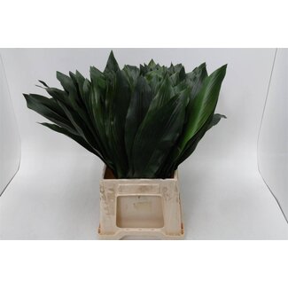 Freshy Aspidistra Middel Aqua | Farbe: Grün | Länge ± 50 centimeter | Pro 5 Bündel