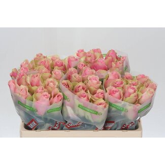 Freshy Roses “Belle Rose” | Colour: Pink | Length ± 50 centimetre | Per 20 roses