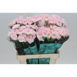 Freshy Holländische Nelke “Yukari Cherry” | Farbe: Rosa | Länge ± 60 centimeter | Pro 20 frische Blumen