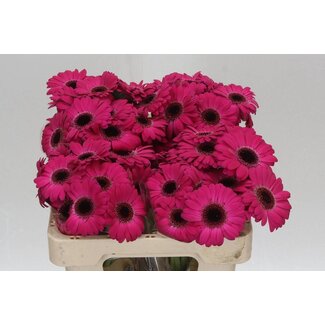 Freshy Germini Aqua “Caprice” | Couleur: Rose | Longueur ± 50 centimeter | Par 20 fleurs fraîches