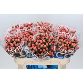 Freshy Hypericum St John's wort “Coco Tiamo” | Colour: Orange | Length ± 70 centimetre | Per 20 fresh flowers