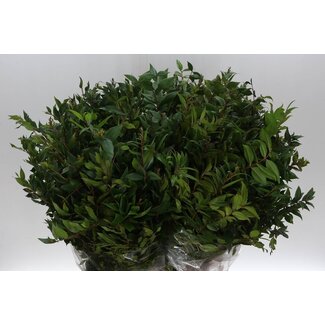 Freshy Myrtus Myrtle Berry | Colour: Green | Length ± 60 centimetre | Per 5 bunches