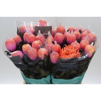 Freshy Plüschchrysantheme Chrysanthemum “Antonov” Farbbehandelt Fireball | Farbe: Rosa-Orange | Länge ± 65 centimeter | Pro 10 frische Blumen