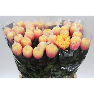 Freshy Plüschchrysant Chrysantheme “Antonov” Farbbehandelt Sunshine | Farbe: Gelb-Orange | Länge ± 65 centimeter | Pro 10 frische Blumen