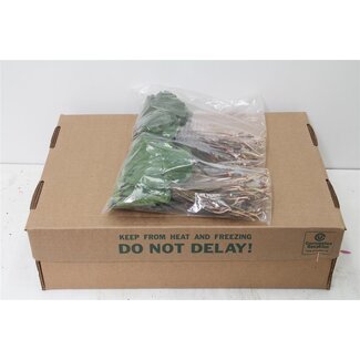 Freshy Galax Large | Colour: Green | Length ± 25 centimetre | Per 10 bunches