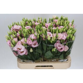 Freshy Eustoma Lisianthus Filled “Lisanne Light Pink” | Colour: Pink | Length ± 70 centimetre | Per 10 stems fresh flowers