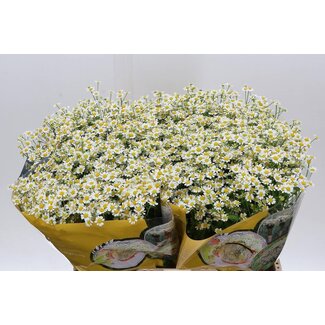 Freshy Tanacetum Parthenium Mutterkraut Single “Vegmo” | Farbe: Weiß | Länge ± 60 centimeter | Pro 25 Stielen frische Blumen